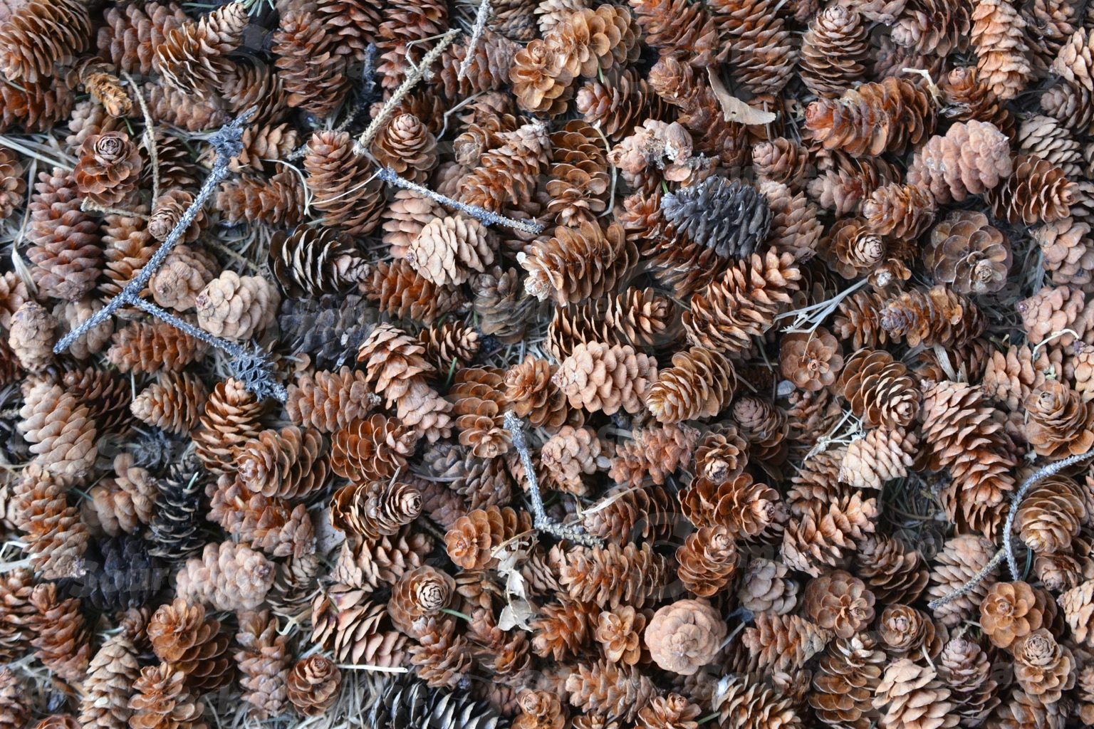 Collection of acorns on the ground