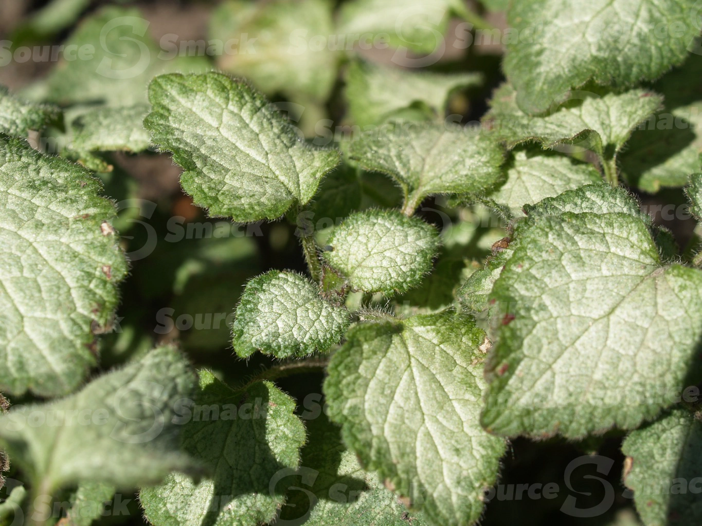 Closeup of purple dragon (lamium maculatum) leaves