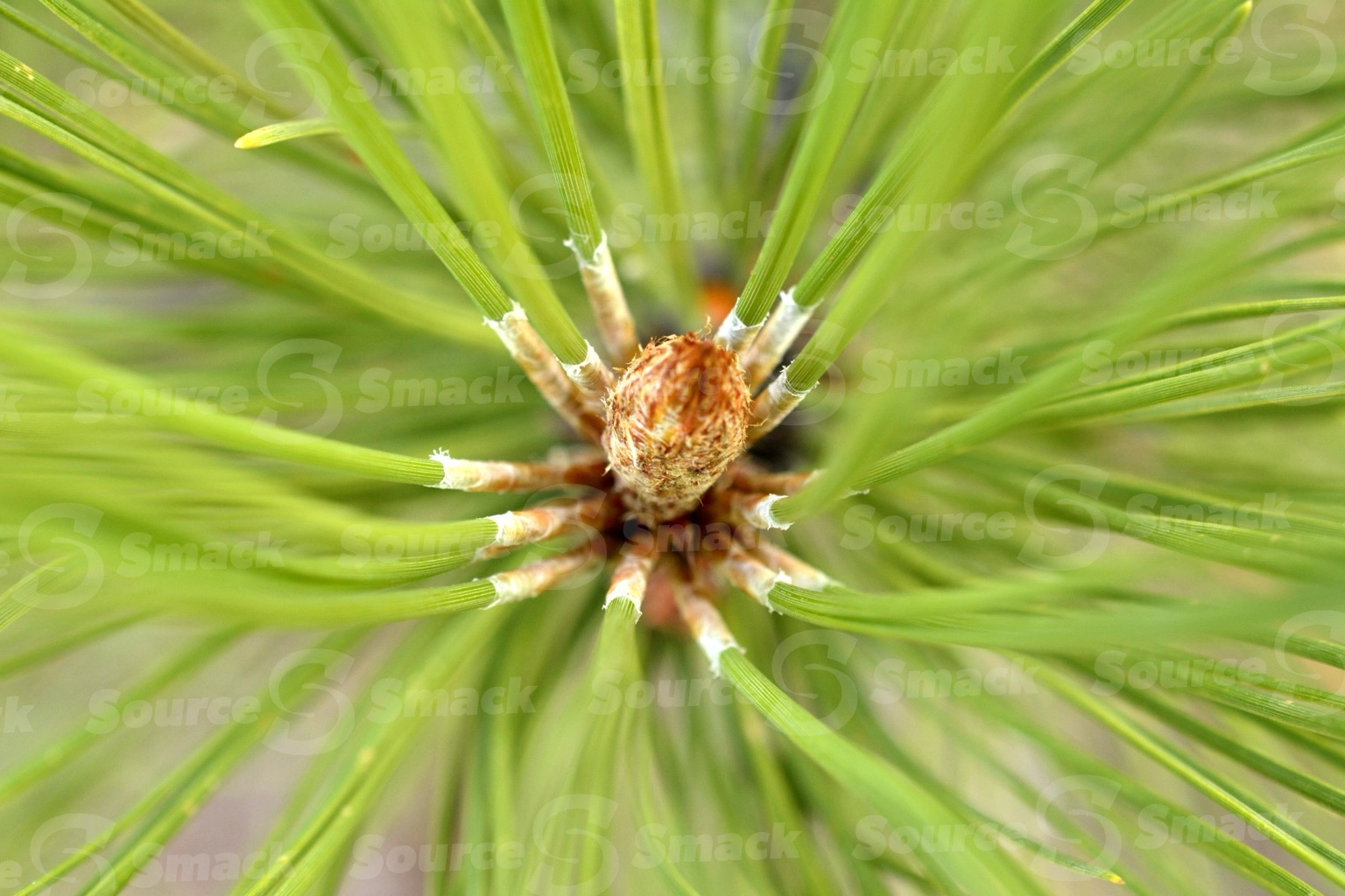Pine cone closeup on branch