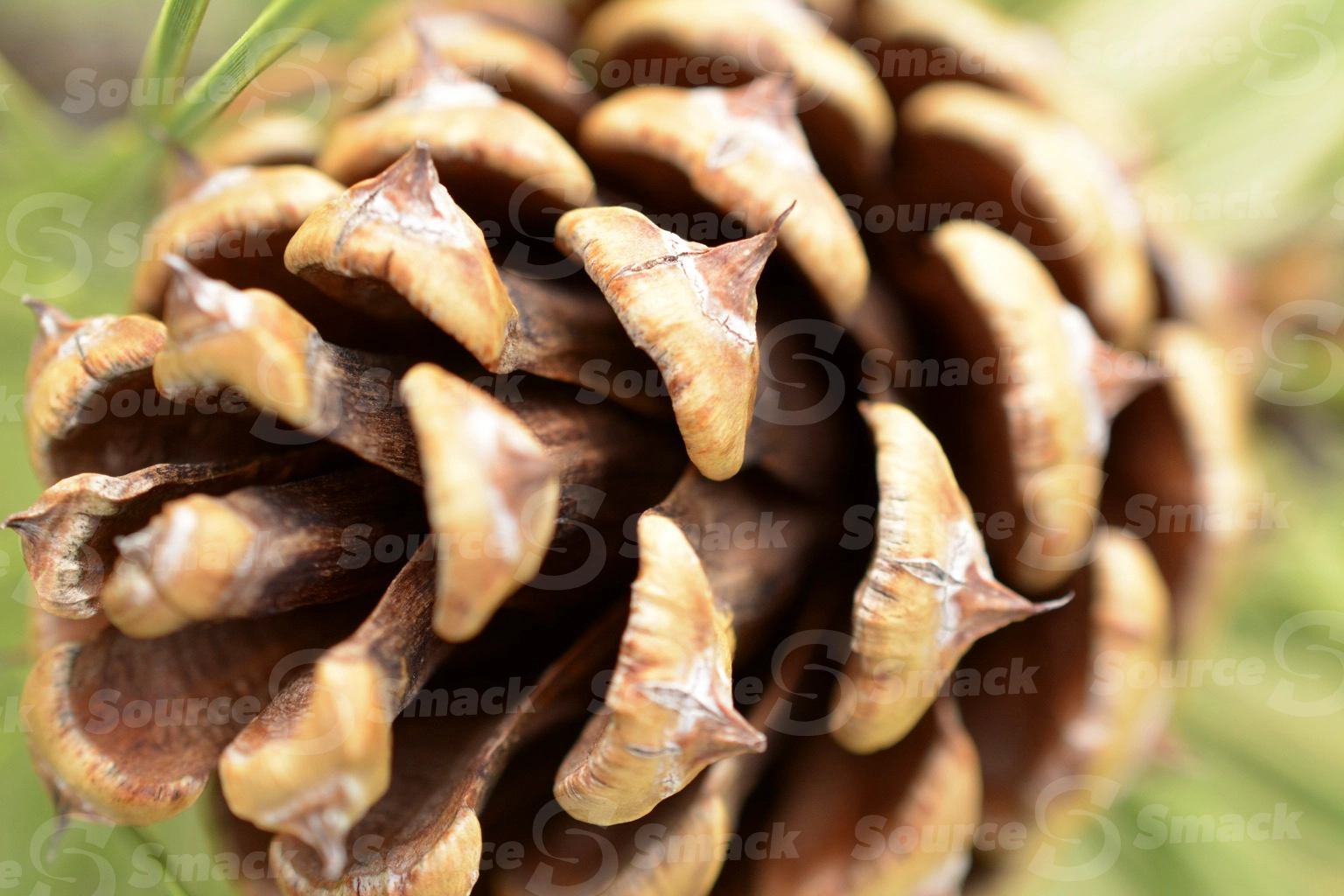 Closeup of pine cone