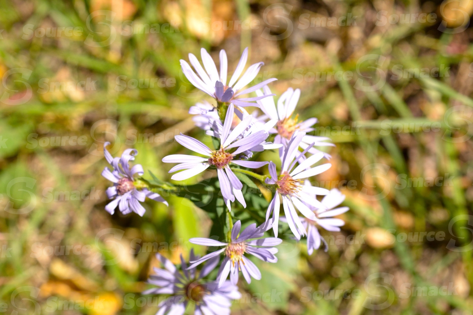 Chichorium intybus flowers in woods