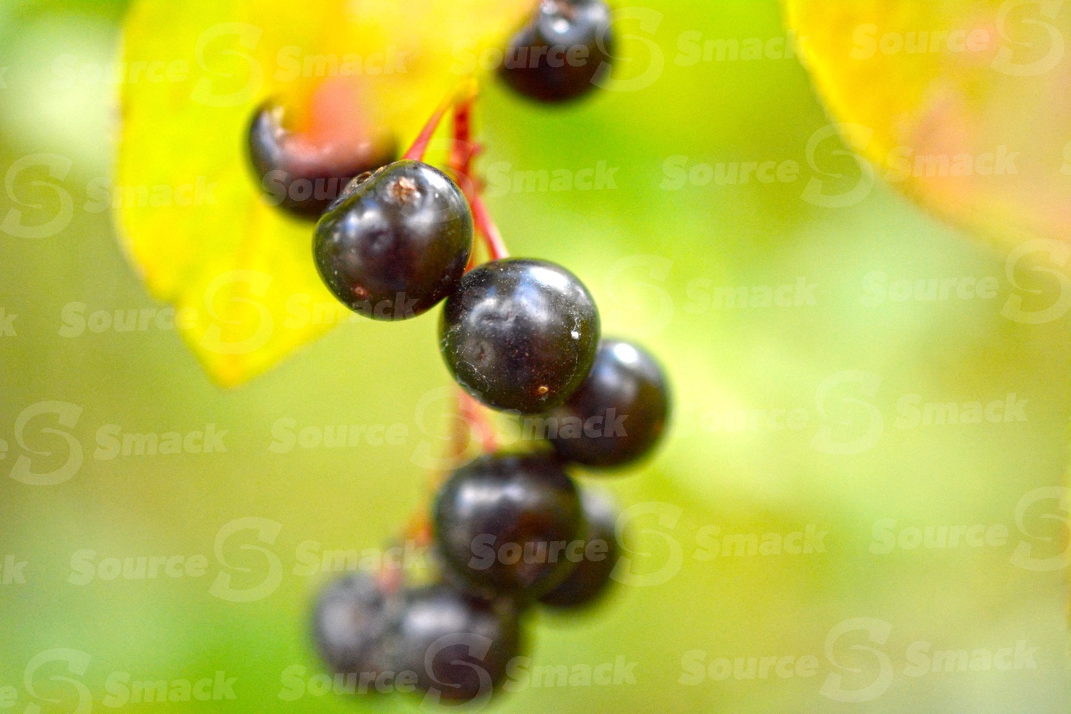 Choke cherries closeup