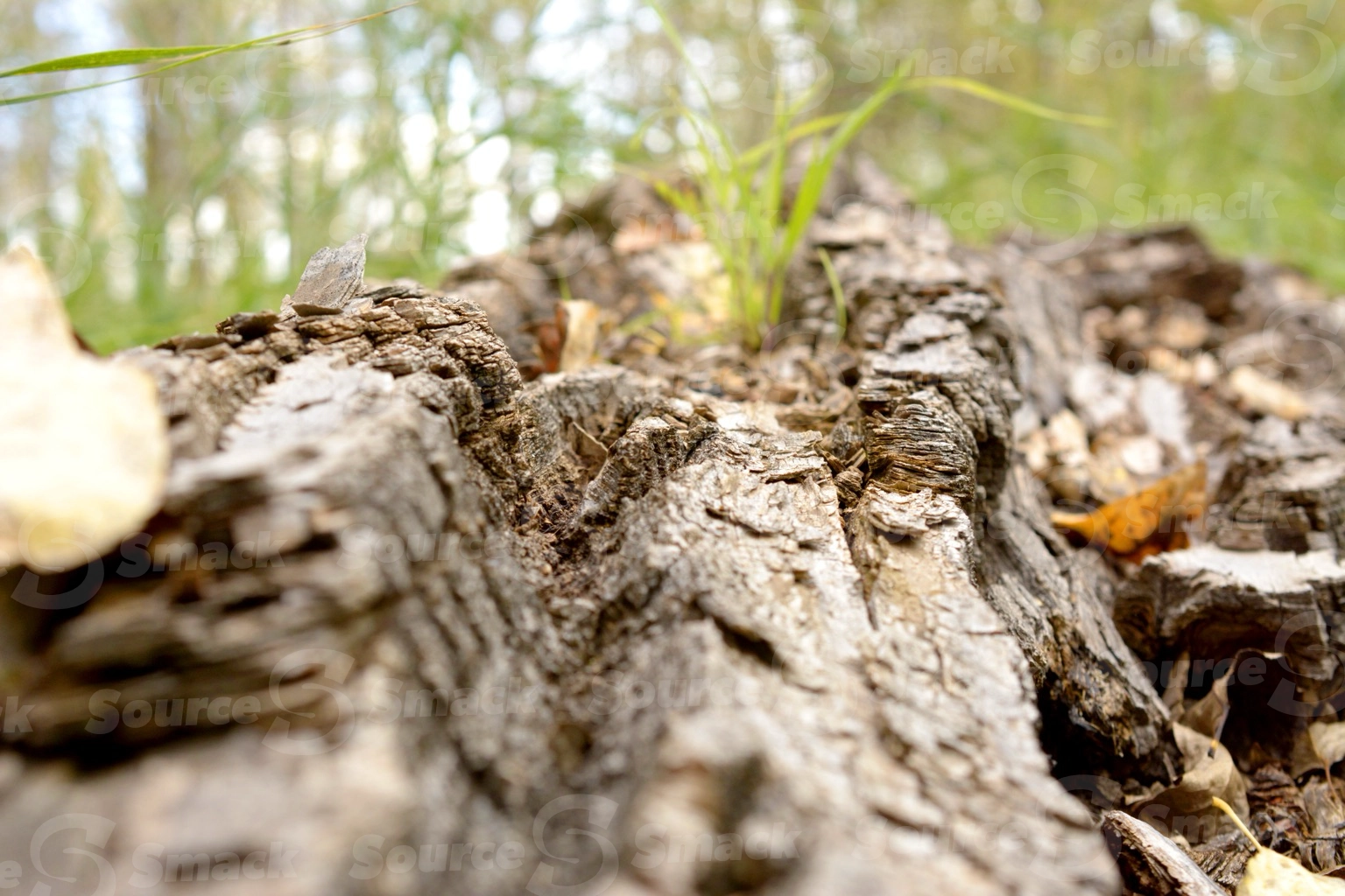 Closeup of rotting log in woods