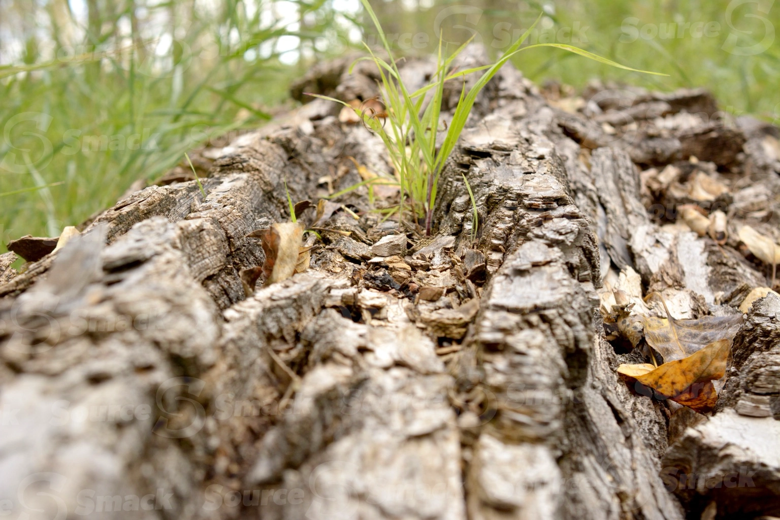 Closeup of rotting log in woods
