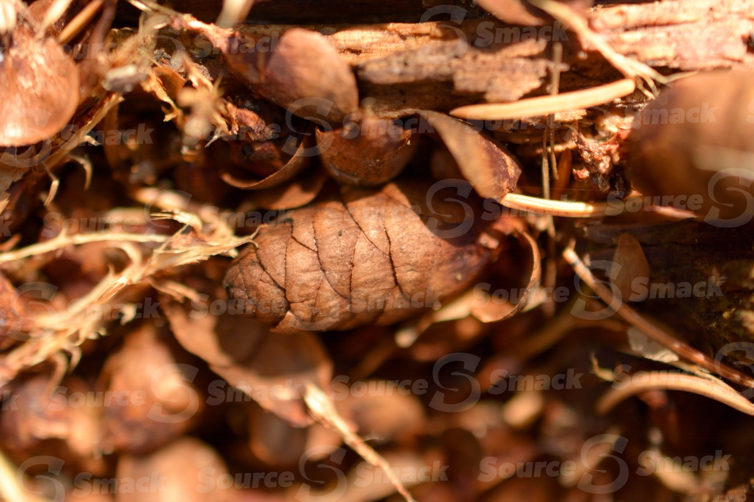 A close up of pine cones on the forest floor