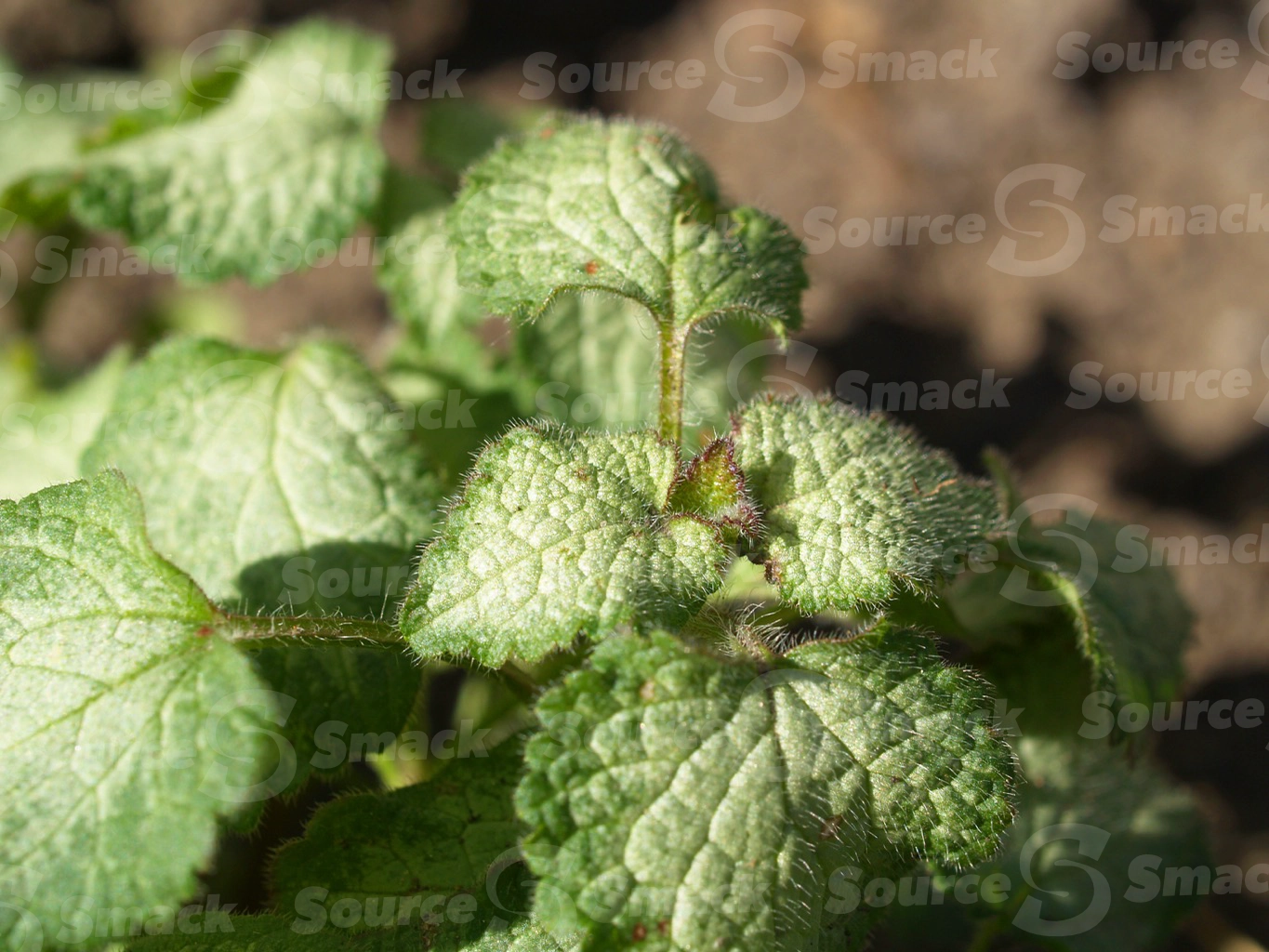 Closeup of purple dragon (lamium maculatum) leaves