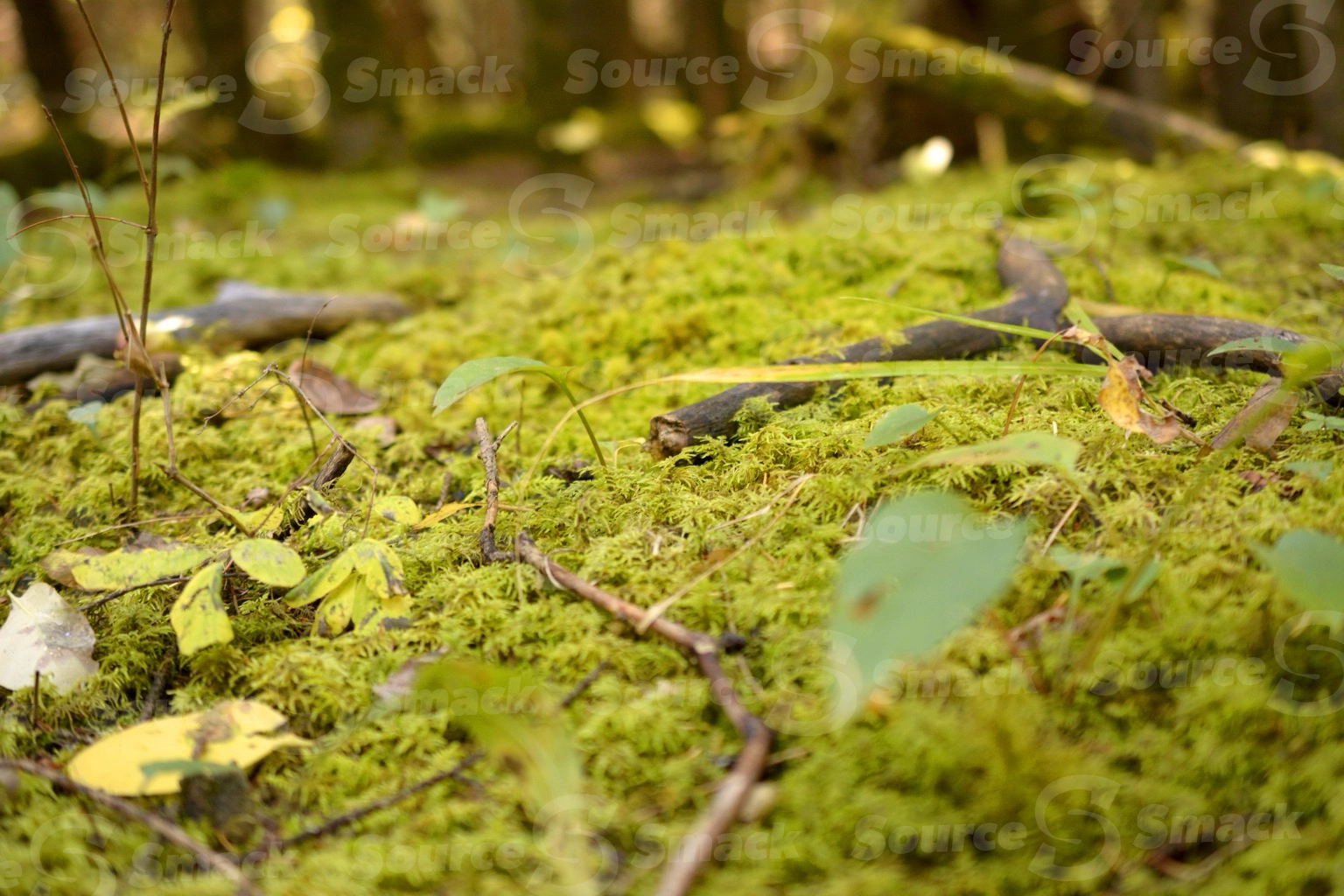 Low perspective of forest floor moss close up