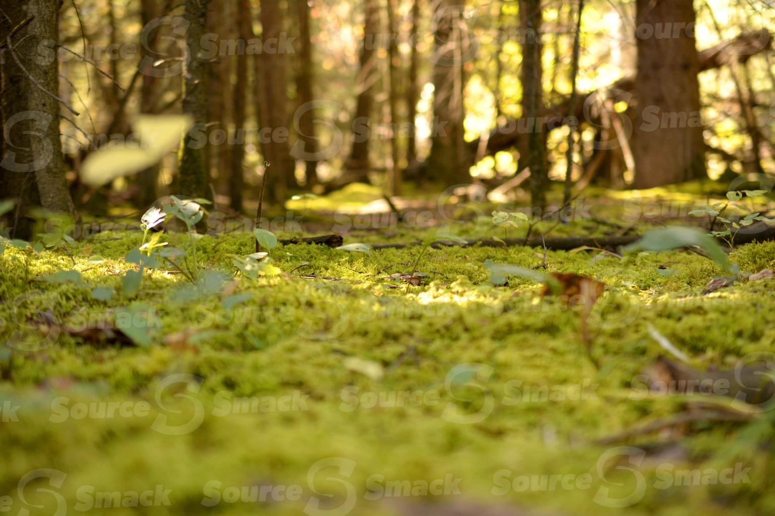 Low perspective of forest floor moss close up