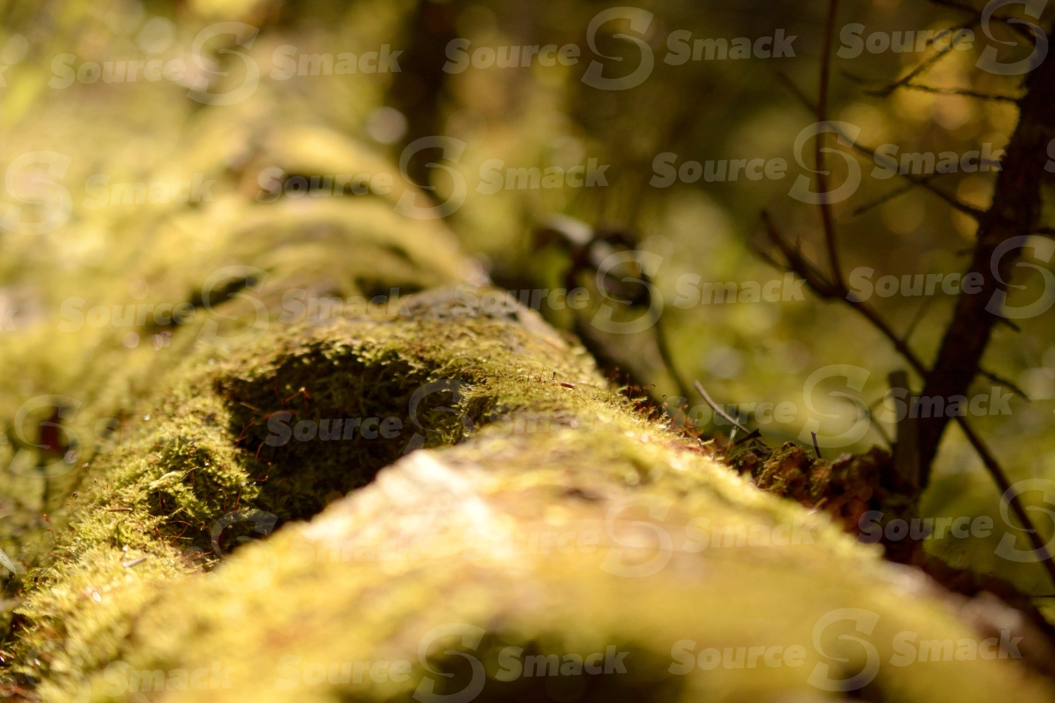 Close up of moss covered rotting tree in the forest
