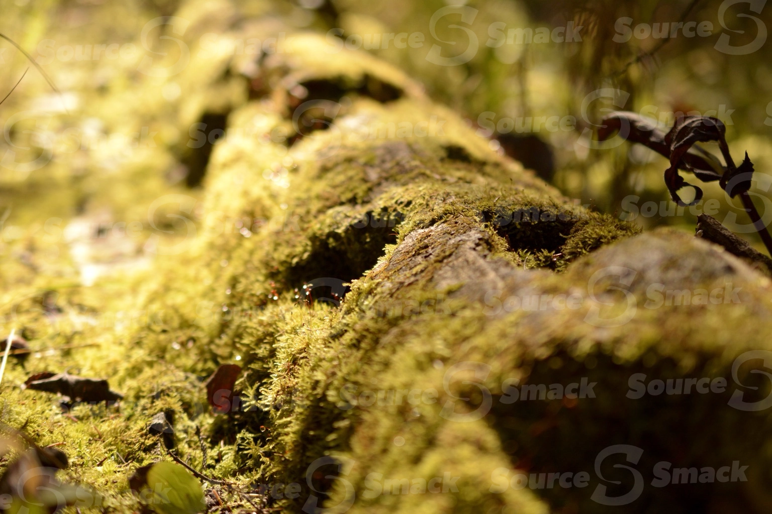 Close up of moss covered rotting tree in the forest