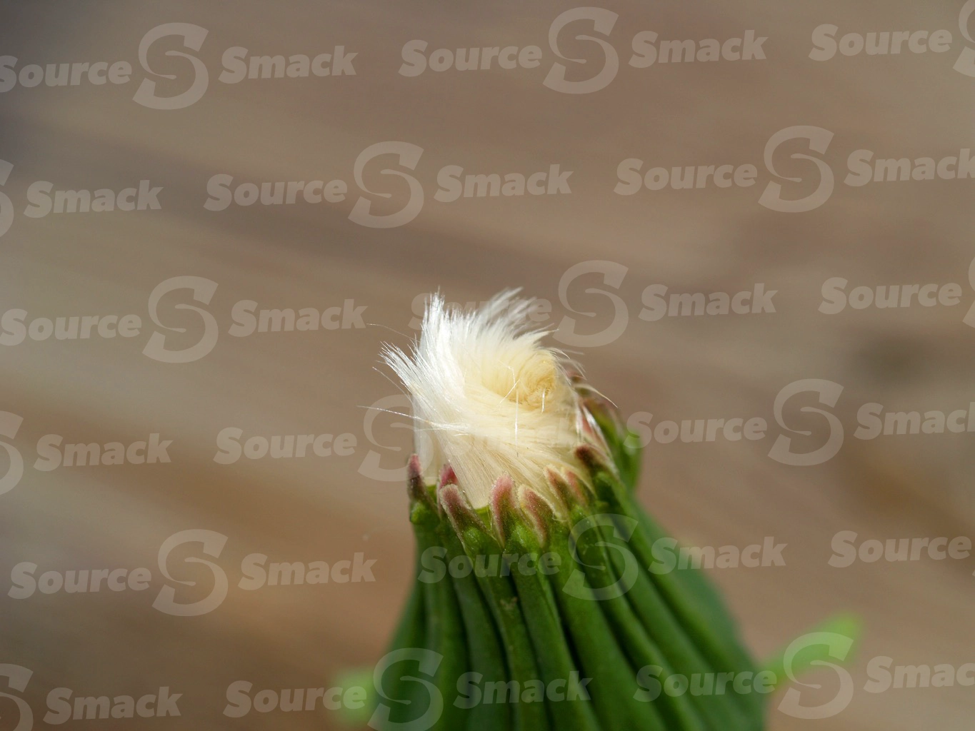 Closeup of closed dandelion head