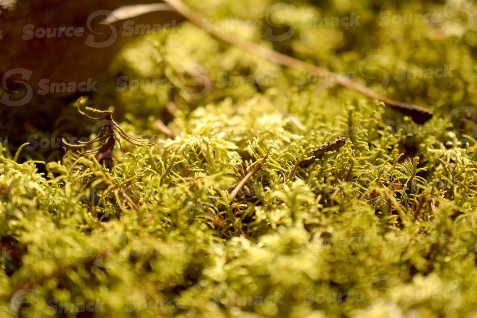 Low perspective of forest floor moss close up