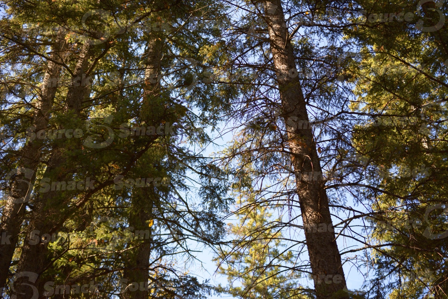 White spruce trees in a forest looking upwards