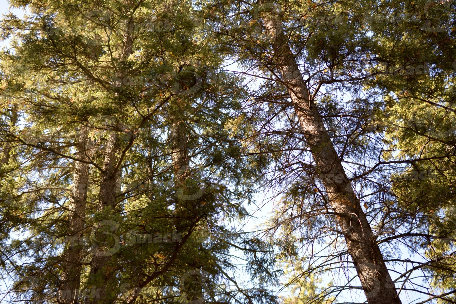 White spruce trees in a forest looking upwards