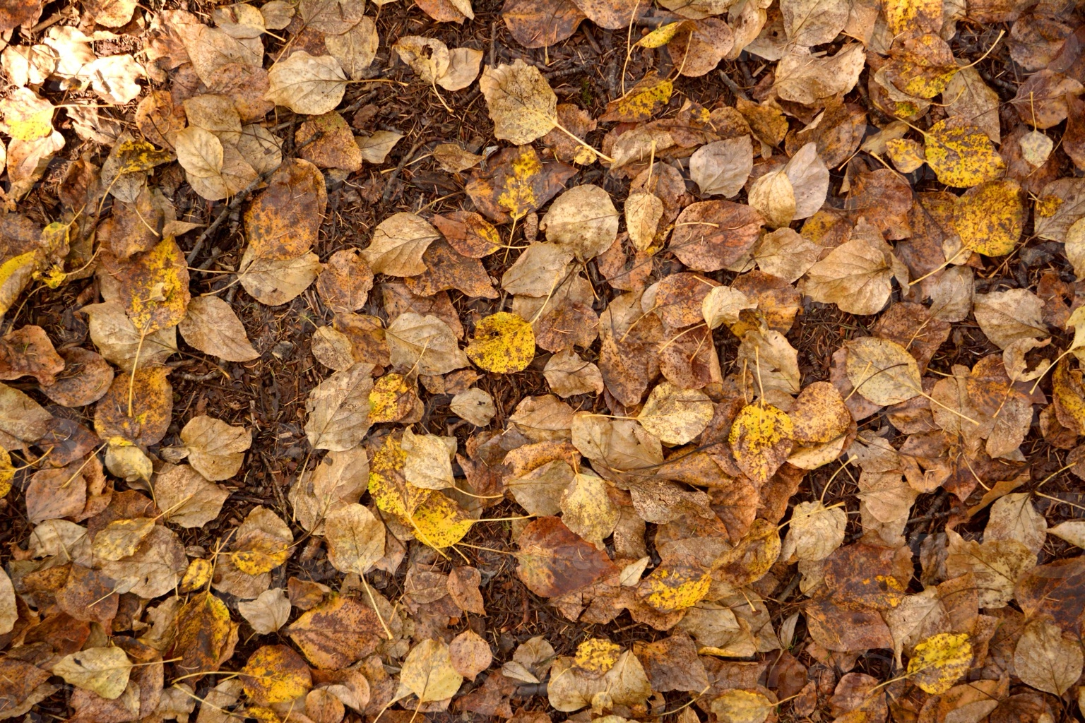 Scattered fall leaves on the forest ground