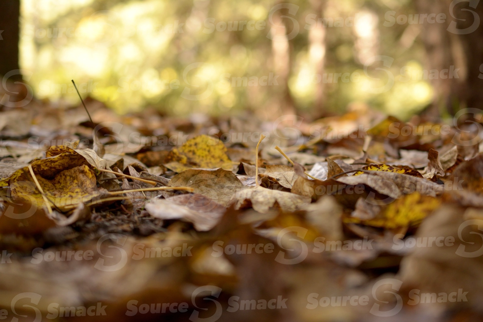 Low point of view of fall leaves on a forest floor