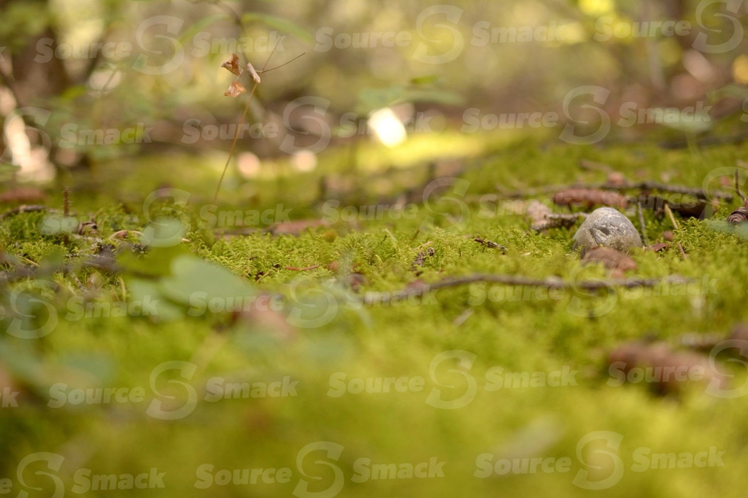Low perspective of forest floor moss close up