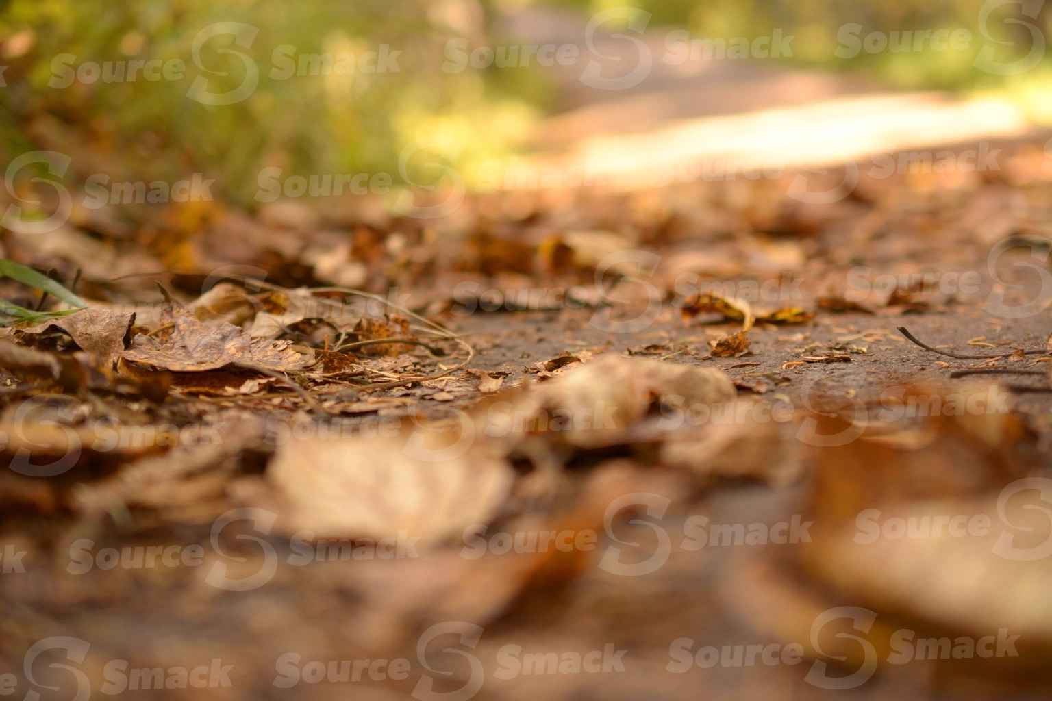 Forest path low perspective shot in fall