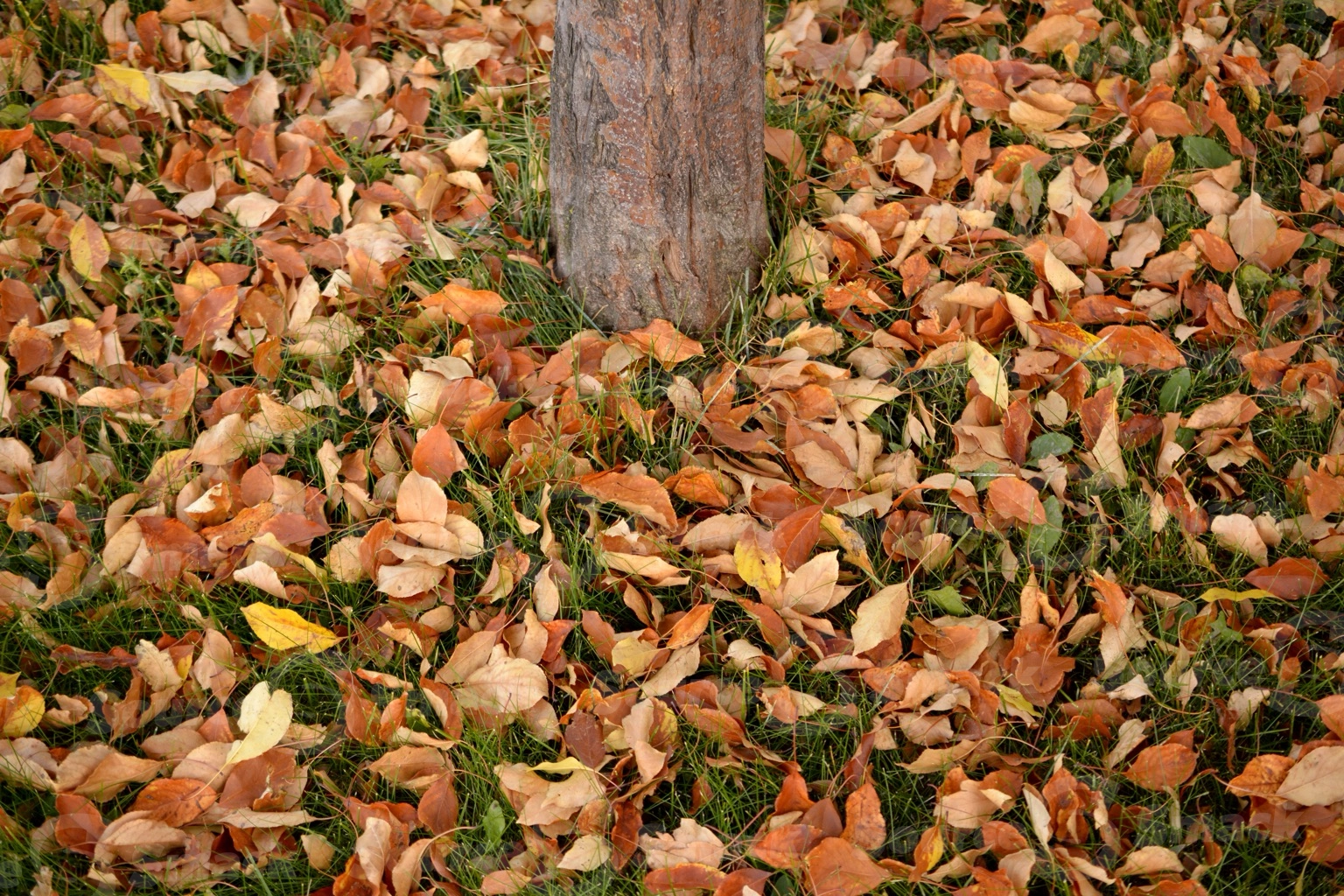 Fall leaves scattered next to tree trunk on grass