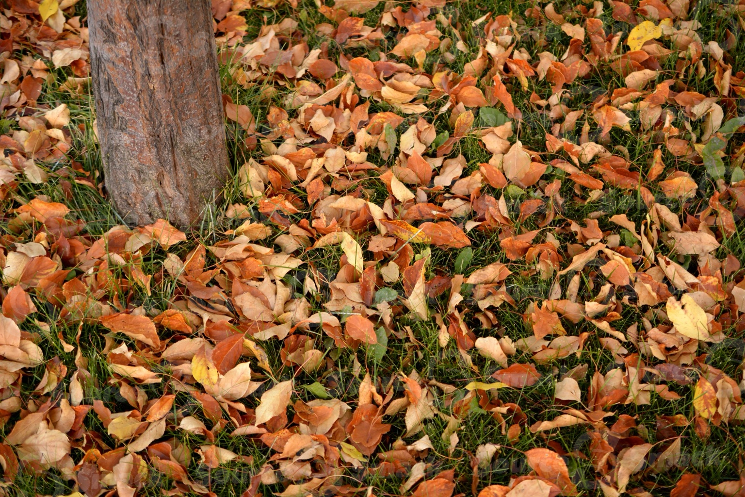 Fall leaves scattered next to tree trunk on grass
