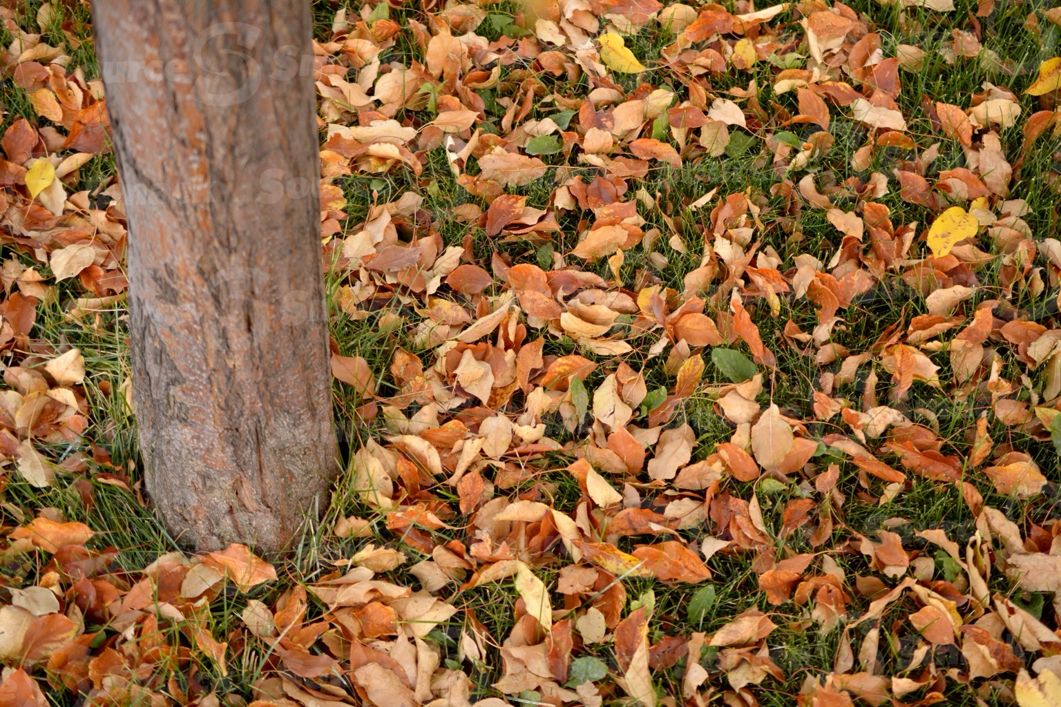 Fall leaves scattered next to tree trunk on grass