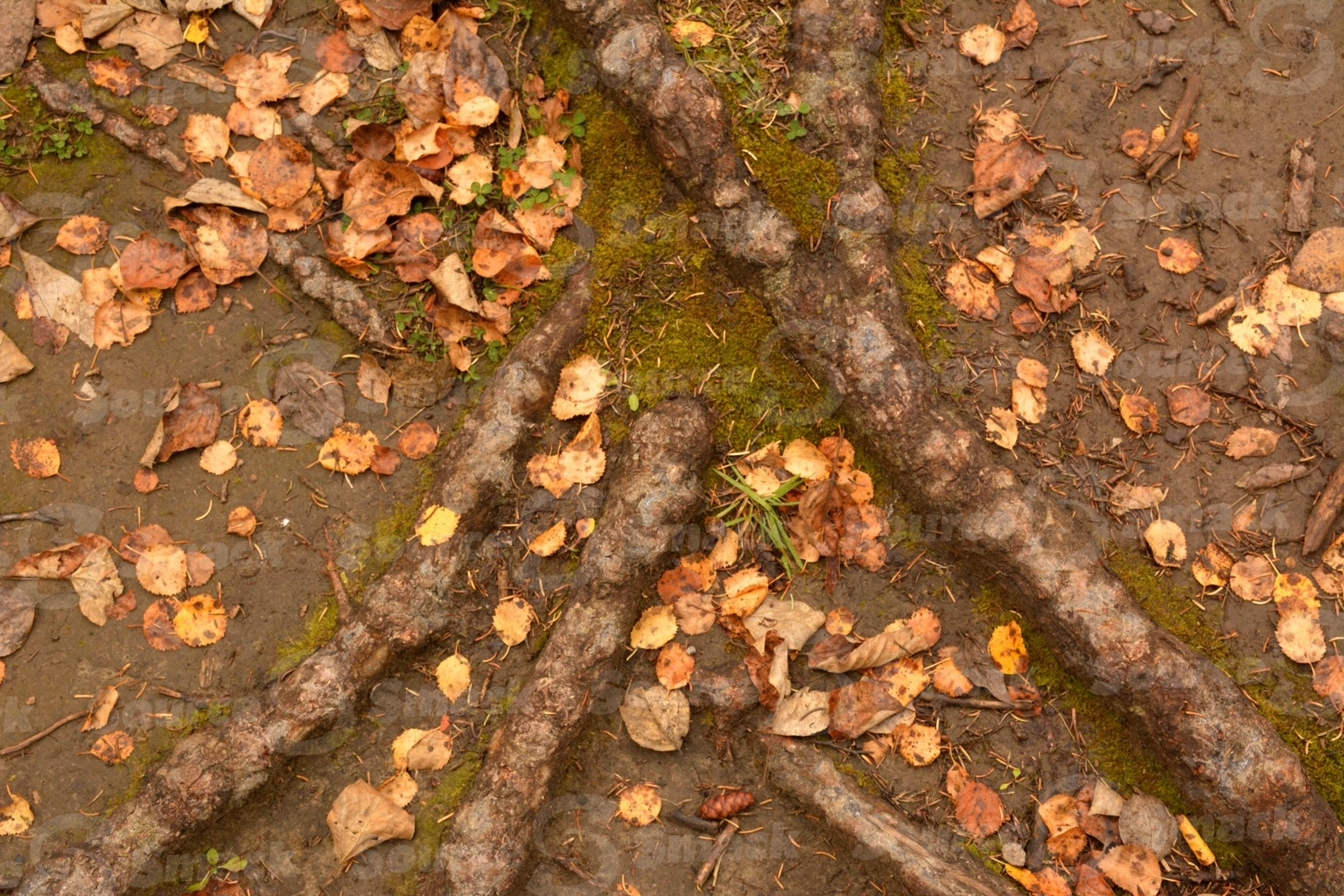 Scattered fall leaves on the forest ground with tree roots