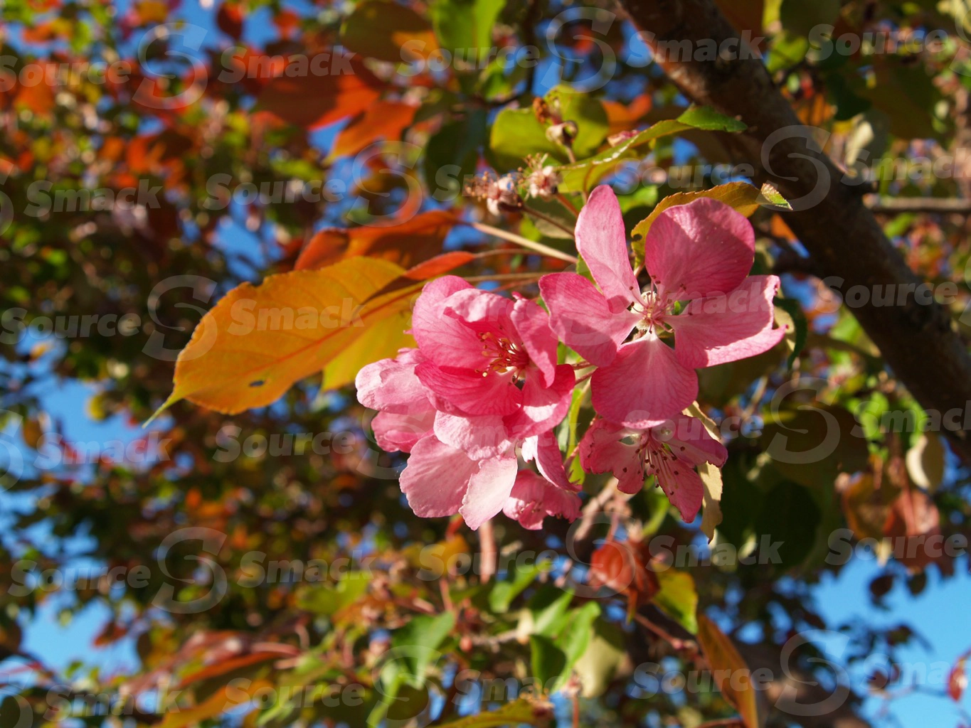 Apple blossoms in spring