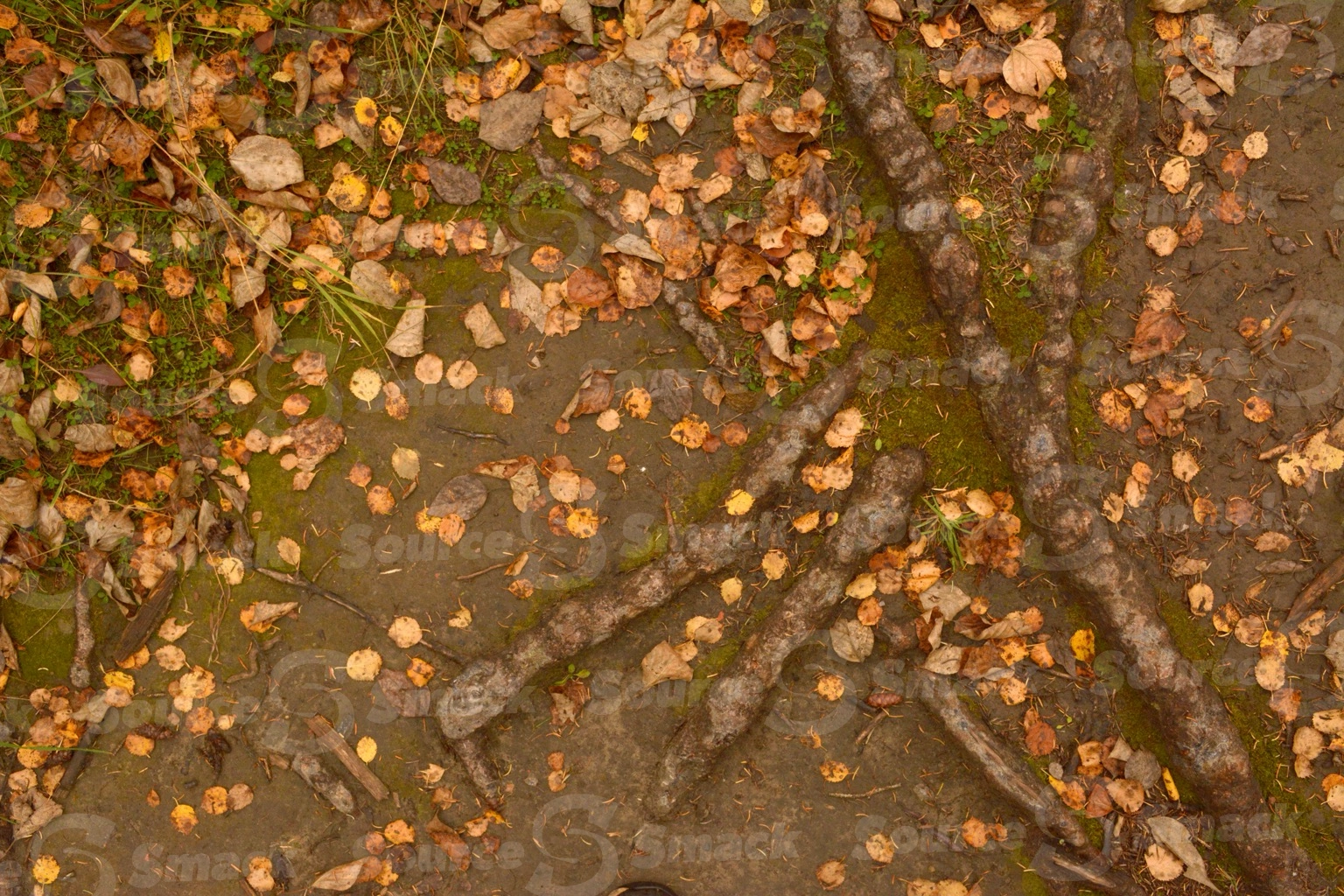 Scattered fall leaves on the forest ground with tree roots