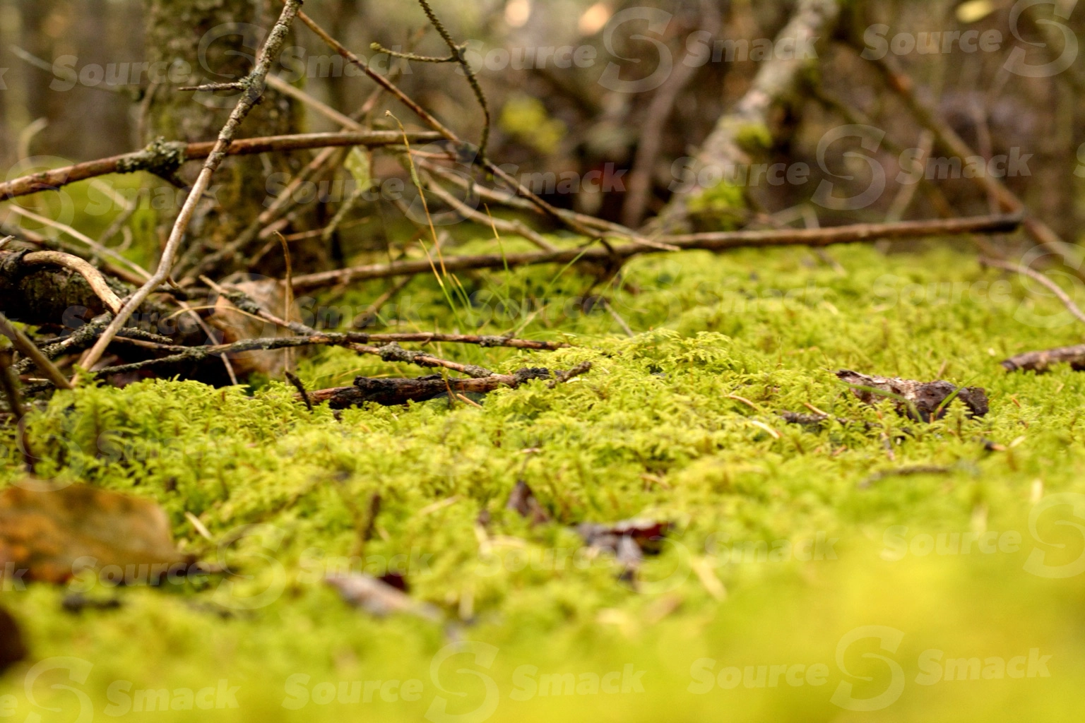 Low perspective of forest floor moss close up