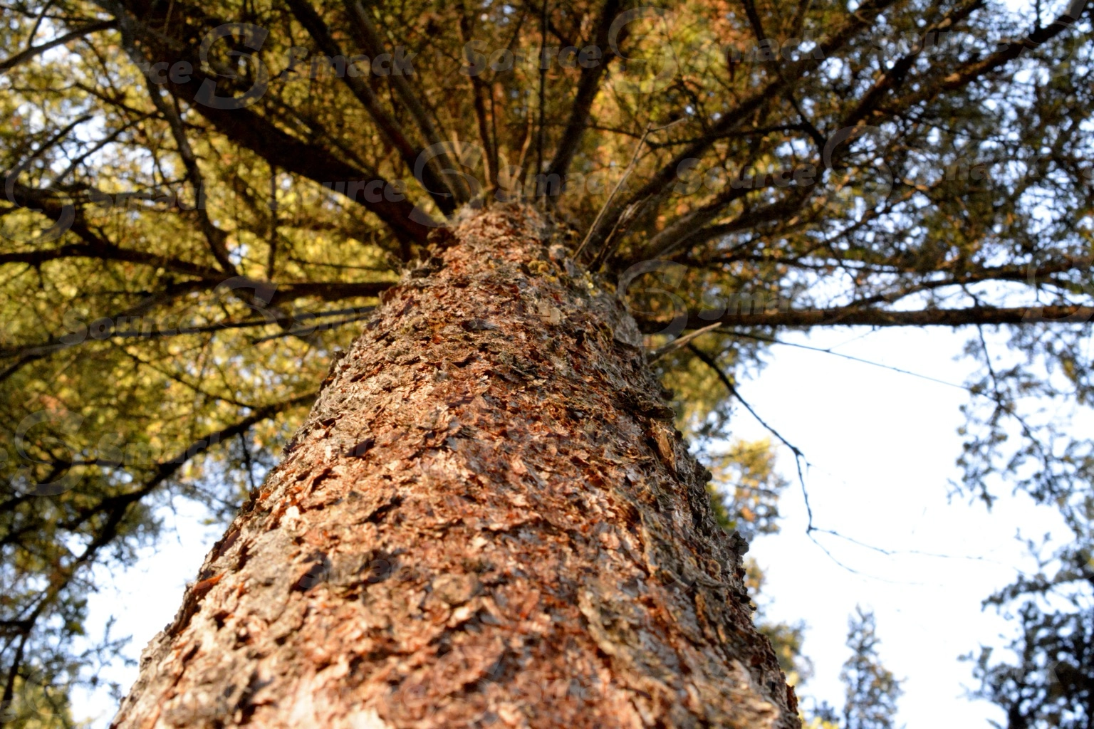 Closeup of a white spruce tree trunk looking upwards