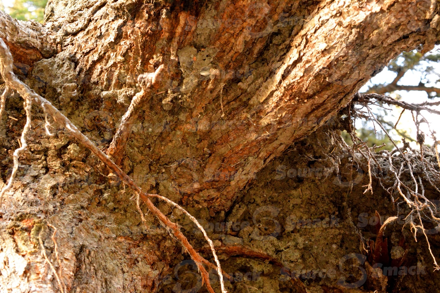 Closeup of white spruce tree roots exposed