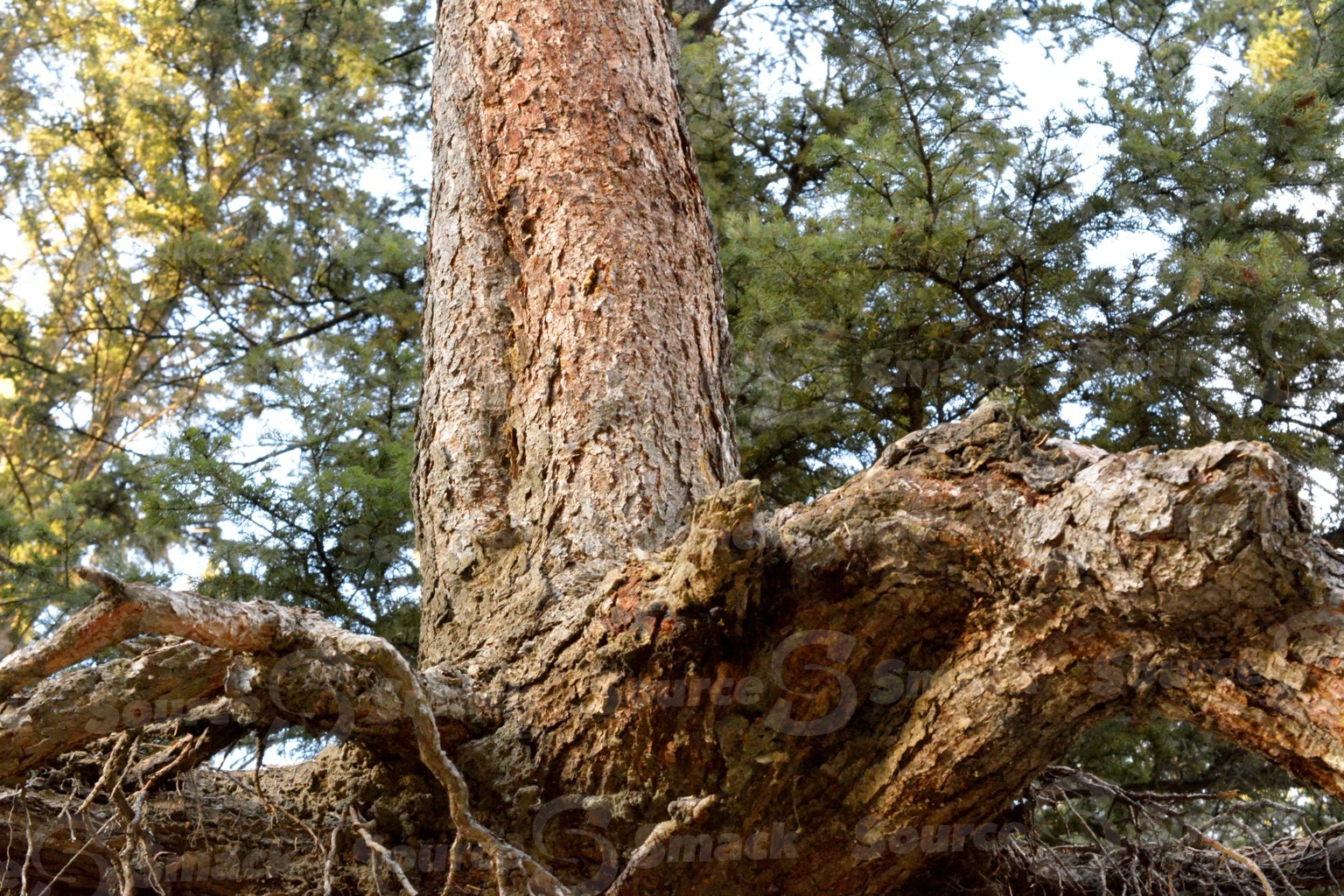 Closeup of white spruce tree roots exposed