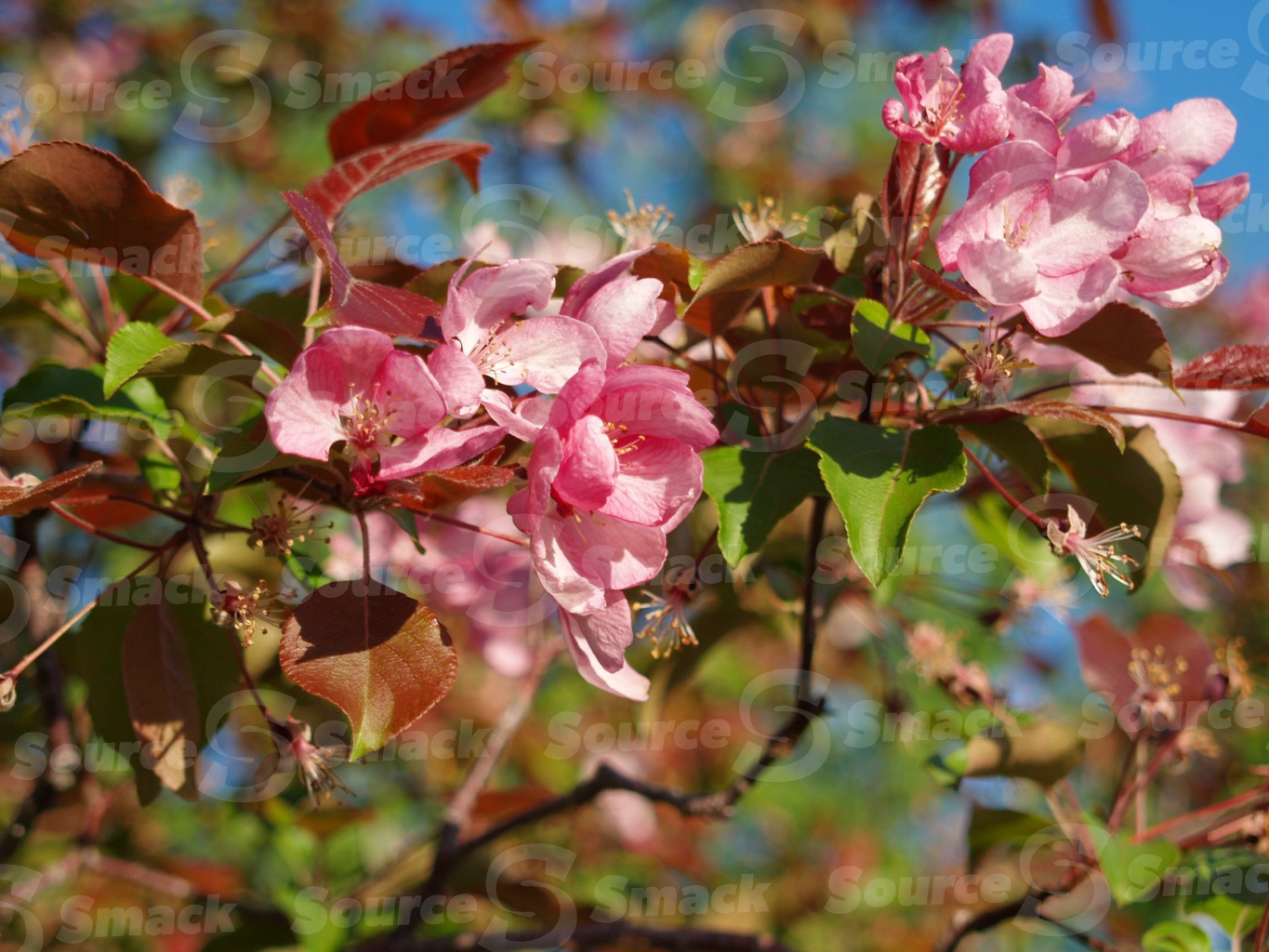 Apple blossoms in spring