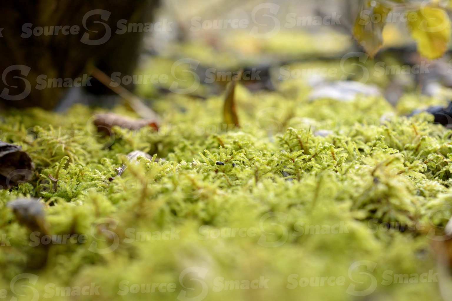 Low perspective of forest floor moss close up