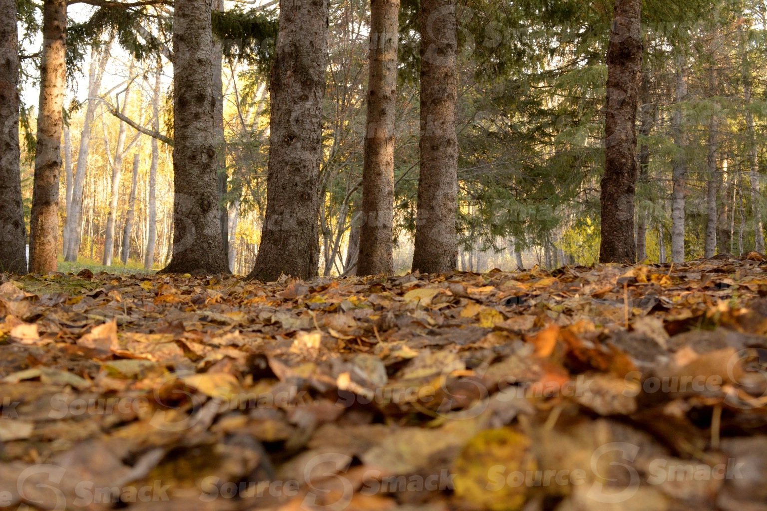Low point of view of fall leaves on a forest floor