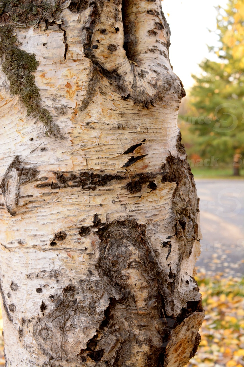 Close up of bark on a water birch tree