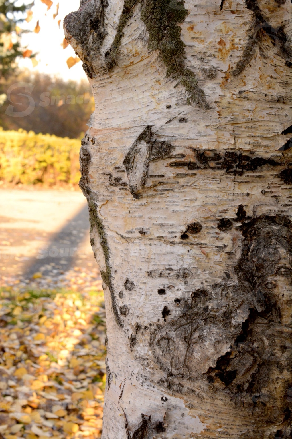 Close up of bark on a water birch tree
