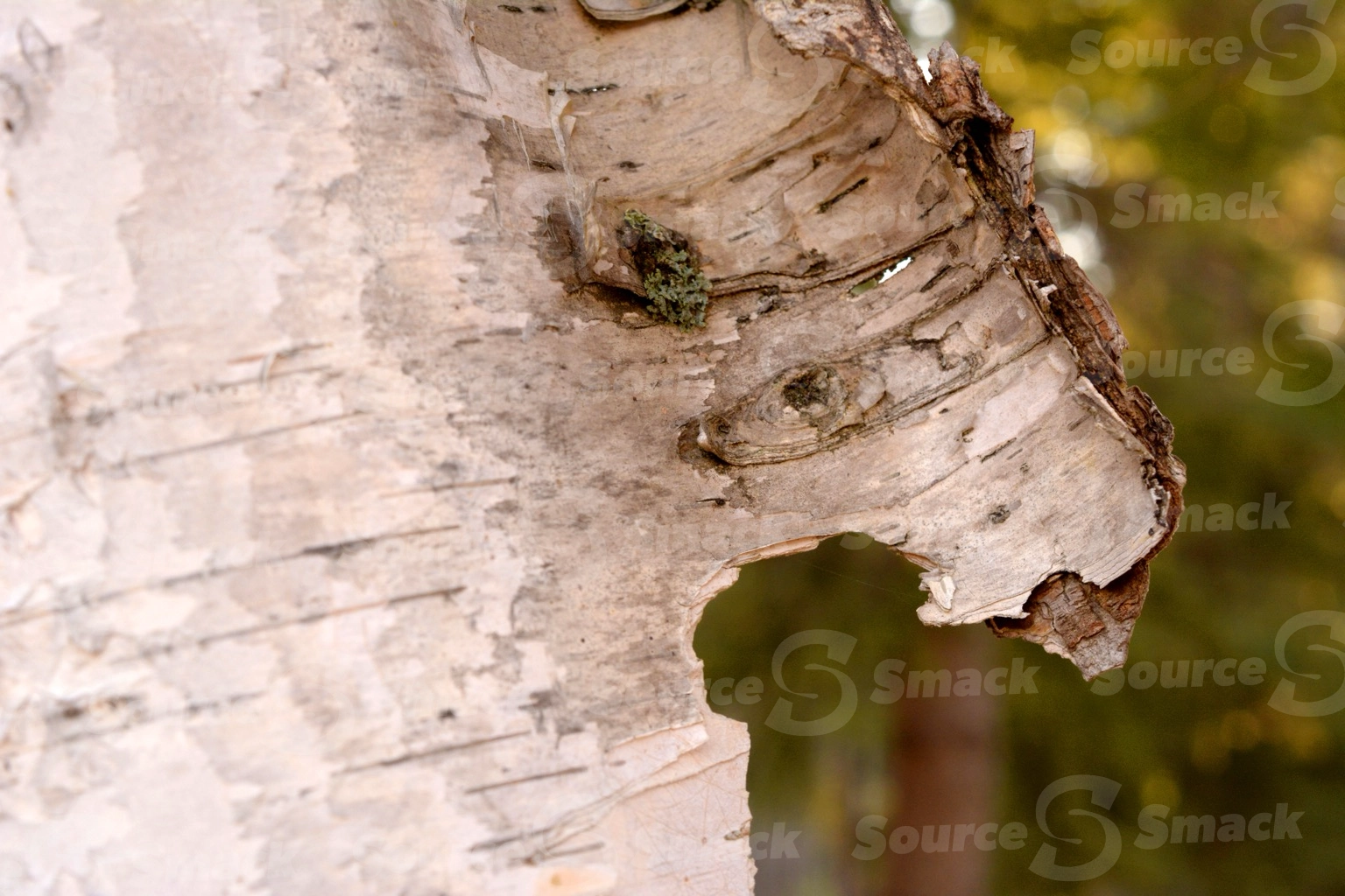 Close up of bark on a water birch tree