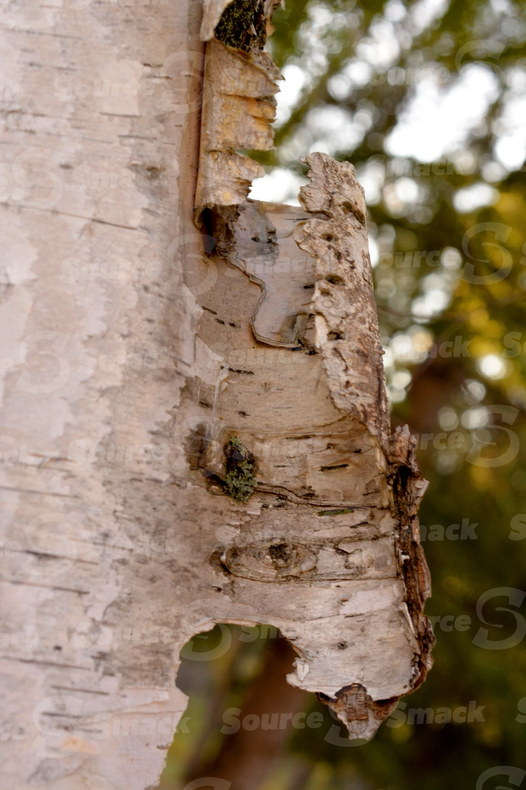 Close up of bark on a water birch tree
