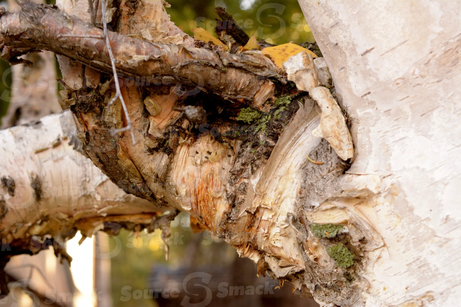 Close up of bark on a water birch tree