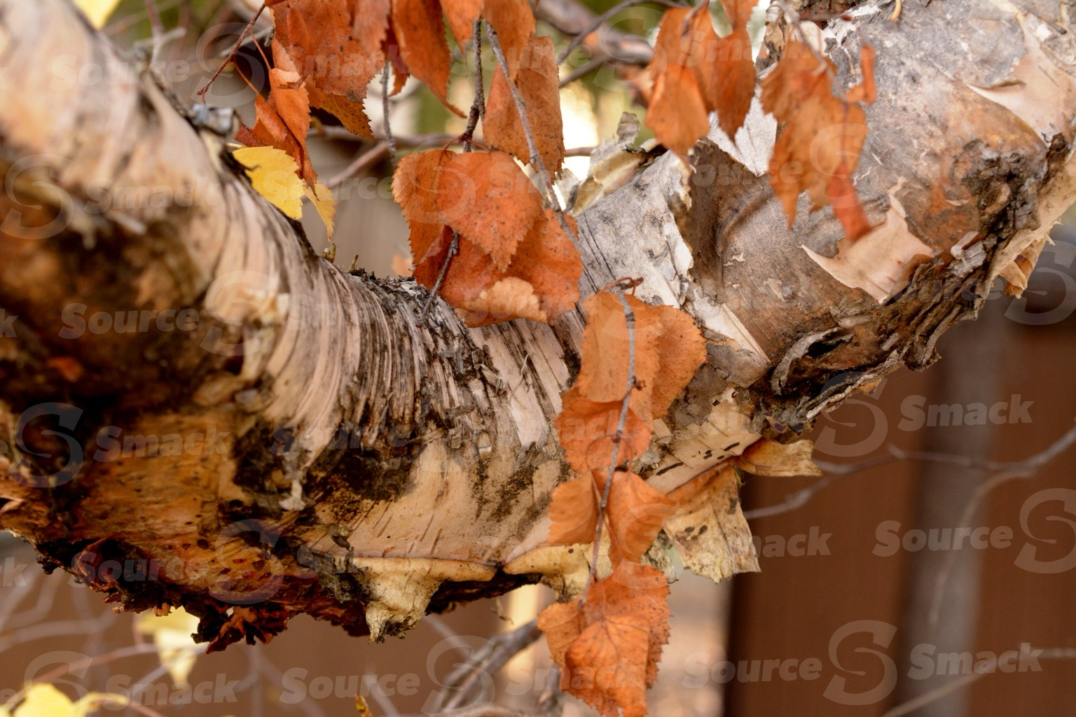 Close up of bark on a water birch tree