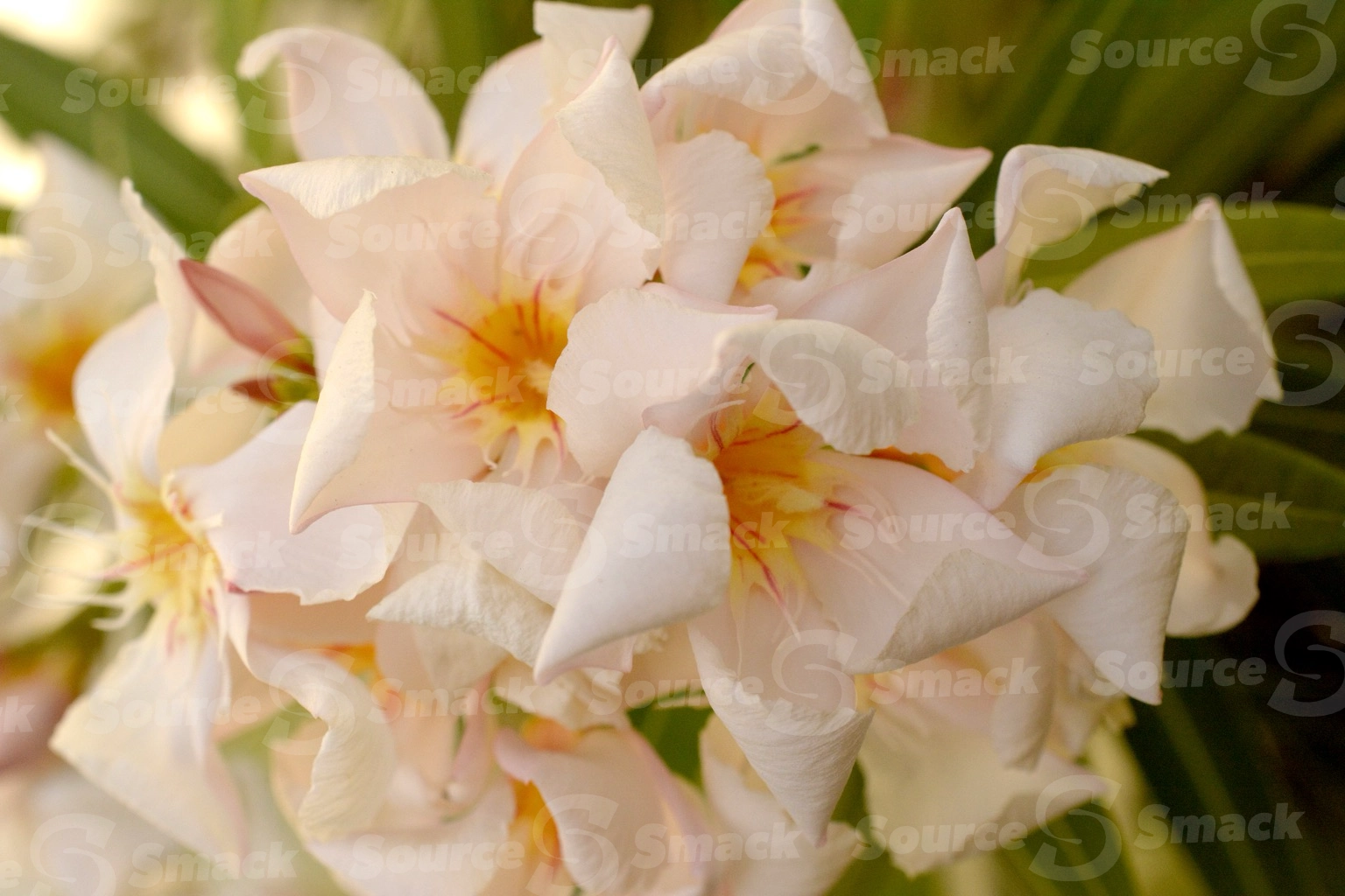 Oleander (cordyline fruticosa) closeup in Mexico