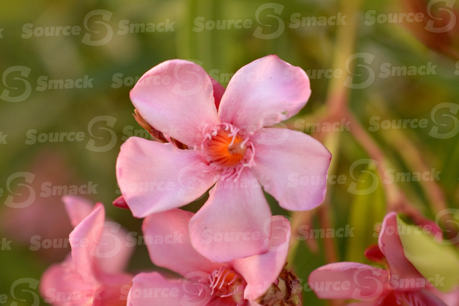Pink oleander (cordyline fruticosa) closeup in Mexico