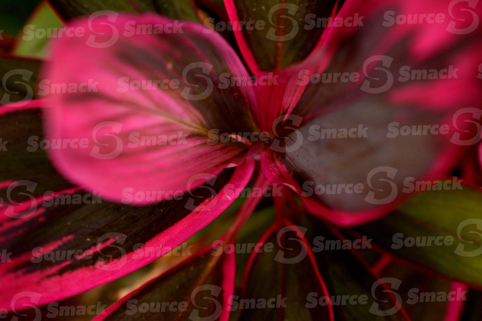 Ti plant (cordyline fruticosa) closeup in Mexico