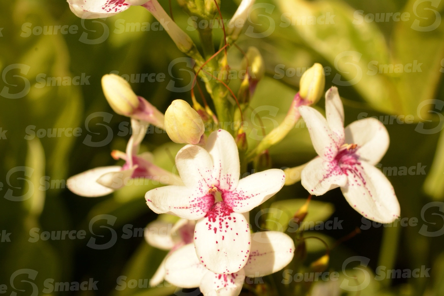White Oleander (cordyline fruticosa) closeup in Mexico