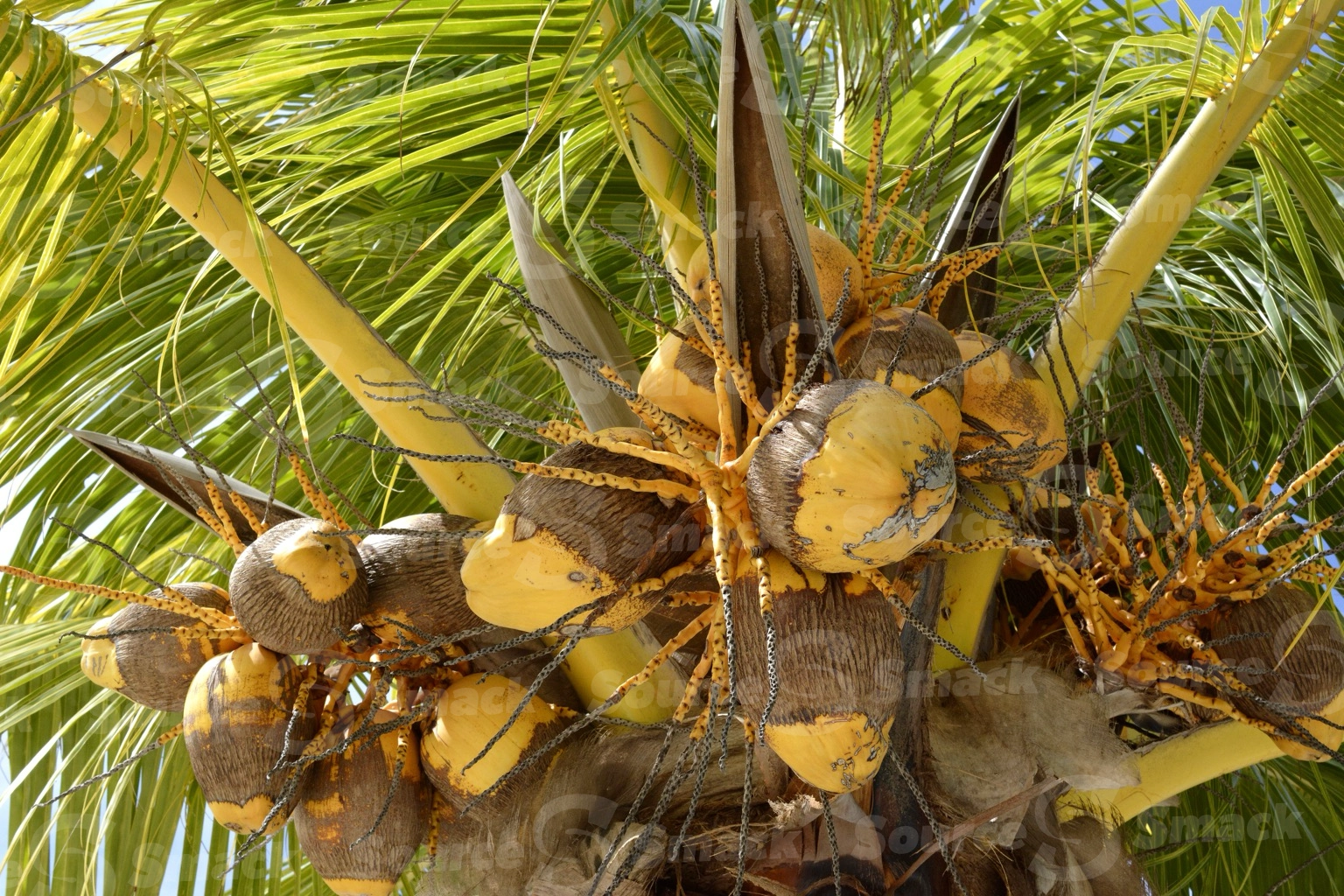 King Coconuts (Cocos nucifera) in coconut tree in Mexico