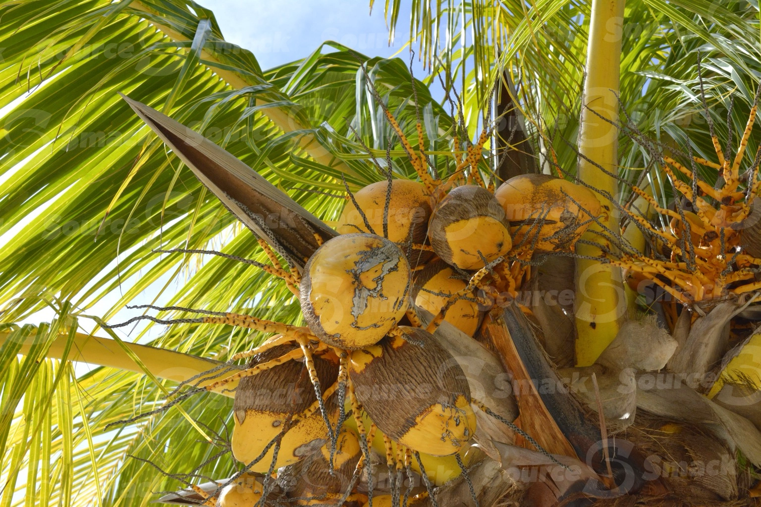 King Coconuts (Cocos nucifera) in coconut tree in Mexico