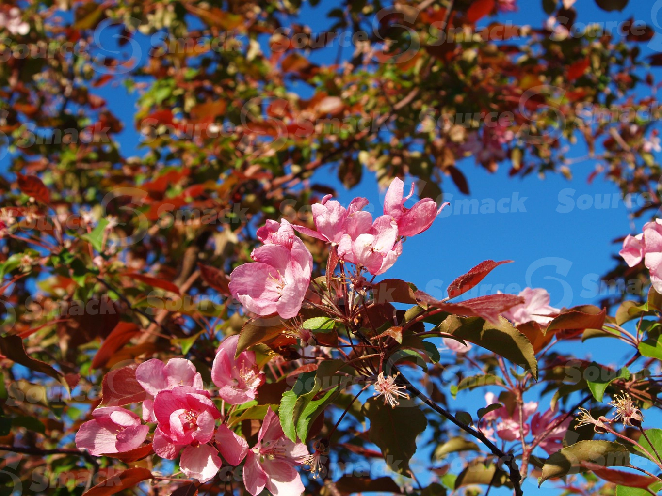 Apple blossoms in spring