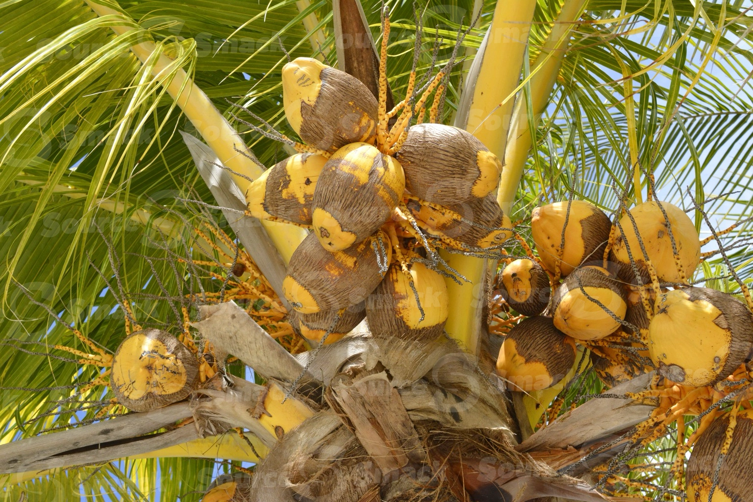 King Coconuts (Cocos nucifera) in coconut tree in Mexico