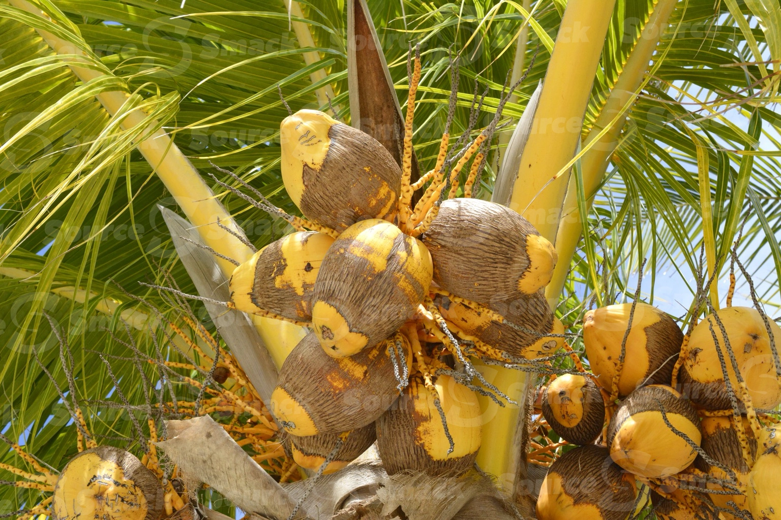 King Coconuts (Cocos nucifera) in coconut tree in Mexico